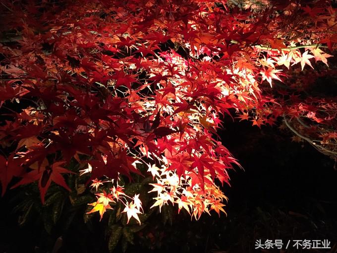 旅行|CoordinateBook06-No.535.0116°N,135.7680°E京都