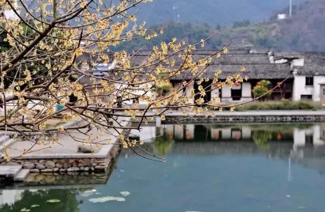 最年味丨赏花、看灯、游古镇！假期剩下两天，推荐周边出游好去处