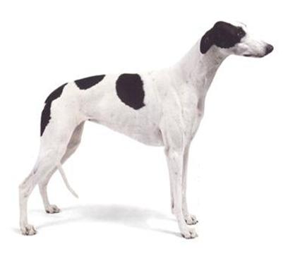 了解狗狗的十大冷知识,狗年狗狗的运势怎么样