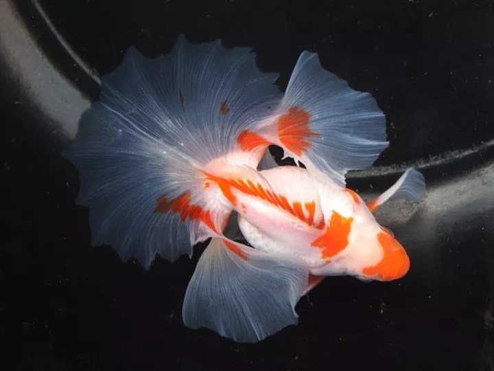 新手养金鱼的注意事项及禁忌,养金鱼需要注意的事项