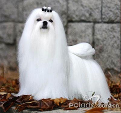 了解狗狗的十大冷知识,狗年狗狗的运势怎么样