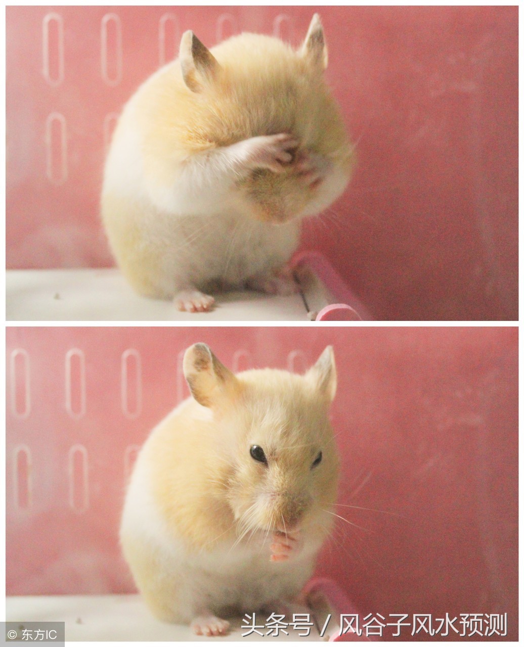 2022年狗年运势及运程1970女,2018年狗年十二生肖运程大总结