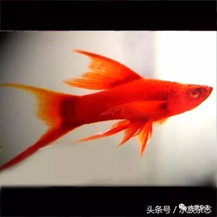 养红箭的技巧,快来测一测你未来会养什么宠物