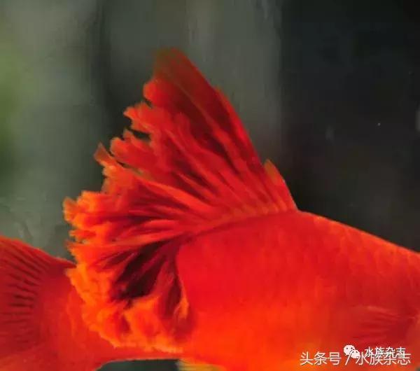 养红箭的技巧,快来测一测你未来会养什么宠物