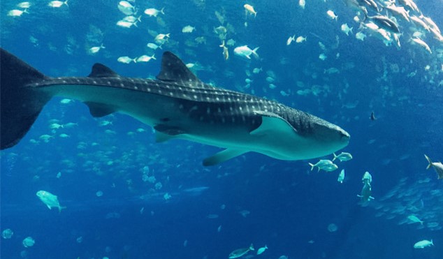 去珠海长隆海洋王国住哪里好,珠海长隆海洋王国烟花时间表