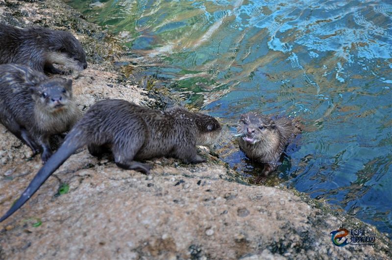 去珠海长隆海洋王国住哪里好,珠海长隆海洋王国烟花时间表