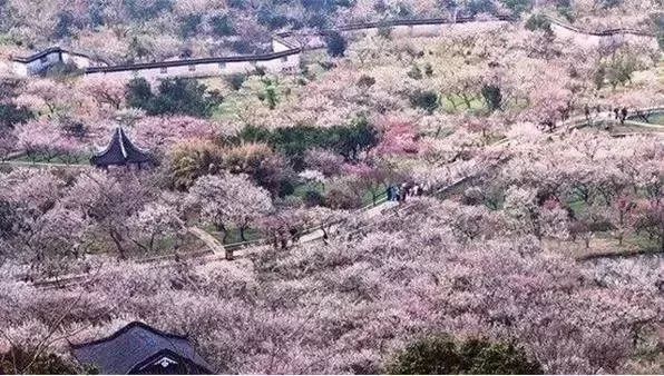 最年味丨赏花、看灯、游古镇！假期剩下两天，推荐周边出游好去处