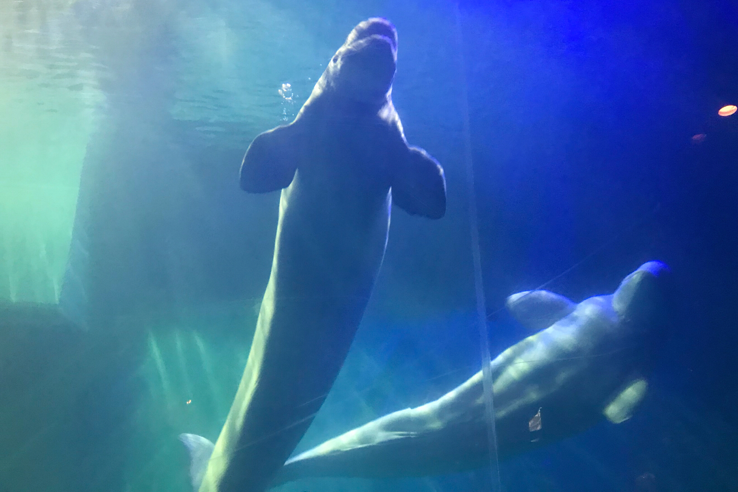 圣亚海洋世界和大连老虎滩哪个好,大连圣亚海洋世界春节门票