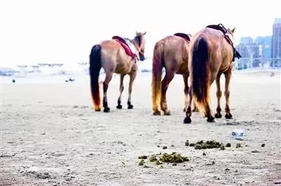 鸡粪牛粪羊粪还有马粪哪个营养好,羊粪牛粪猪粪鸡粪哪种好