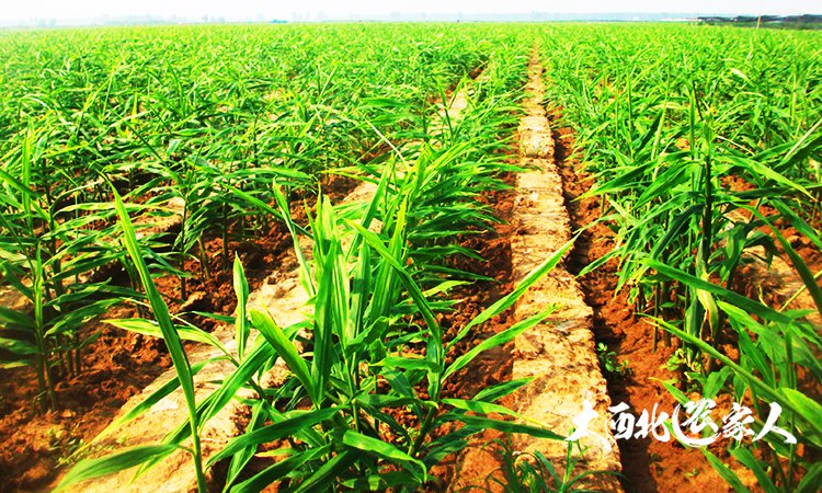 生姜种植用黄豆施肥效果好吗,生姜种植技术和施肥方法视频