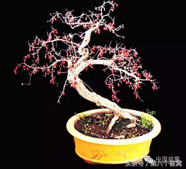 芽叶枝花都可赏，北国红豆亦相思