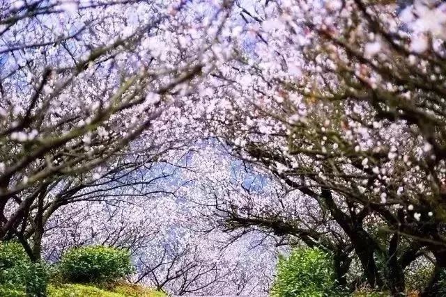 最年味丨赏花、看灯、游古镇！假期剩下两天，推荐周边出游好去处