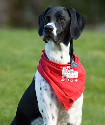 了解狗狗的十大冷知识,狗年狗狗的运势怎么样