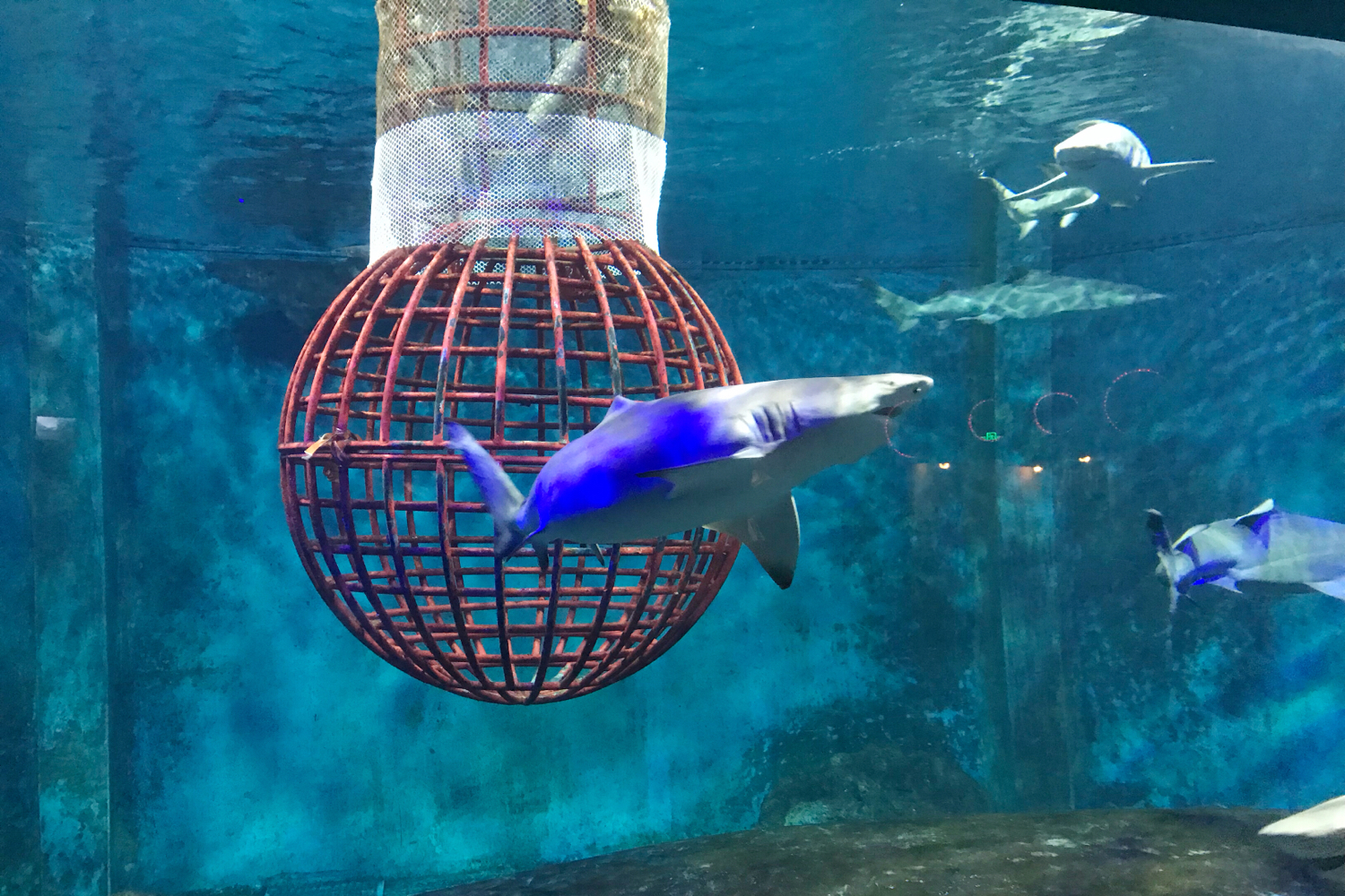 圣亚海洋世界和大连老虎滩哪个好,大连圣亚海洋世界春节门票