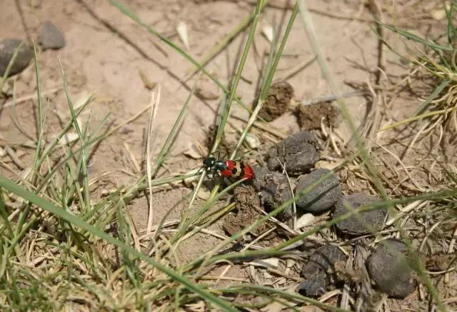鸡粪牛粪羊粪还有马粪哪个营养好,羊粪牛粪猪粪鸡粪哪种好