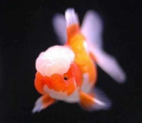 新买的金鱼到家注意什么,新手养草金鱼需要注意什么