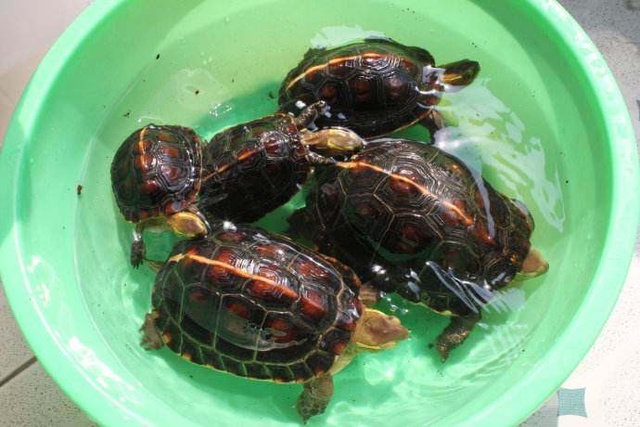 乌龟出眠时的正确方法,乌龟出眠的正确方法