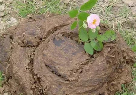 鸡粪牛粪羊粪还有马粪哪个营养好,羊粪牛粪猪粪鸡粪哪种好