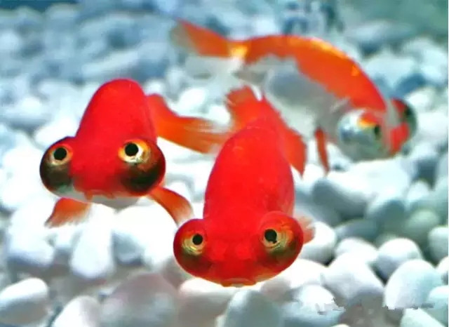 新买的金鱼到家注意什么,新手养草金鱼需要注意什么