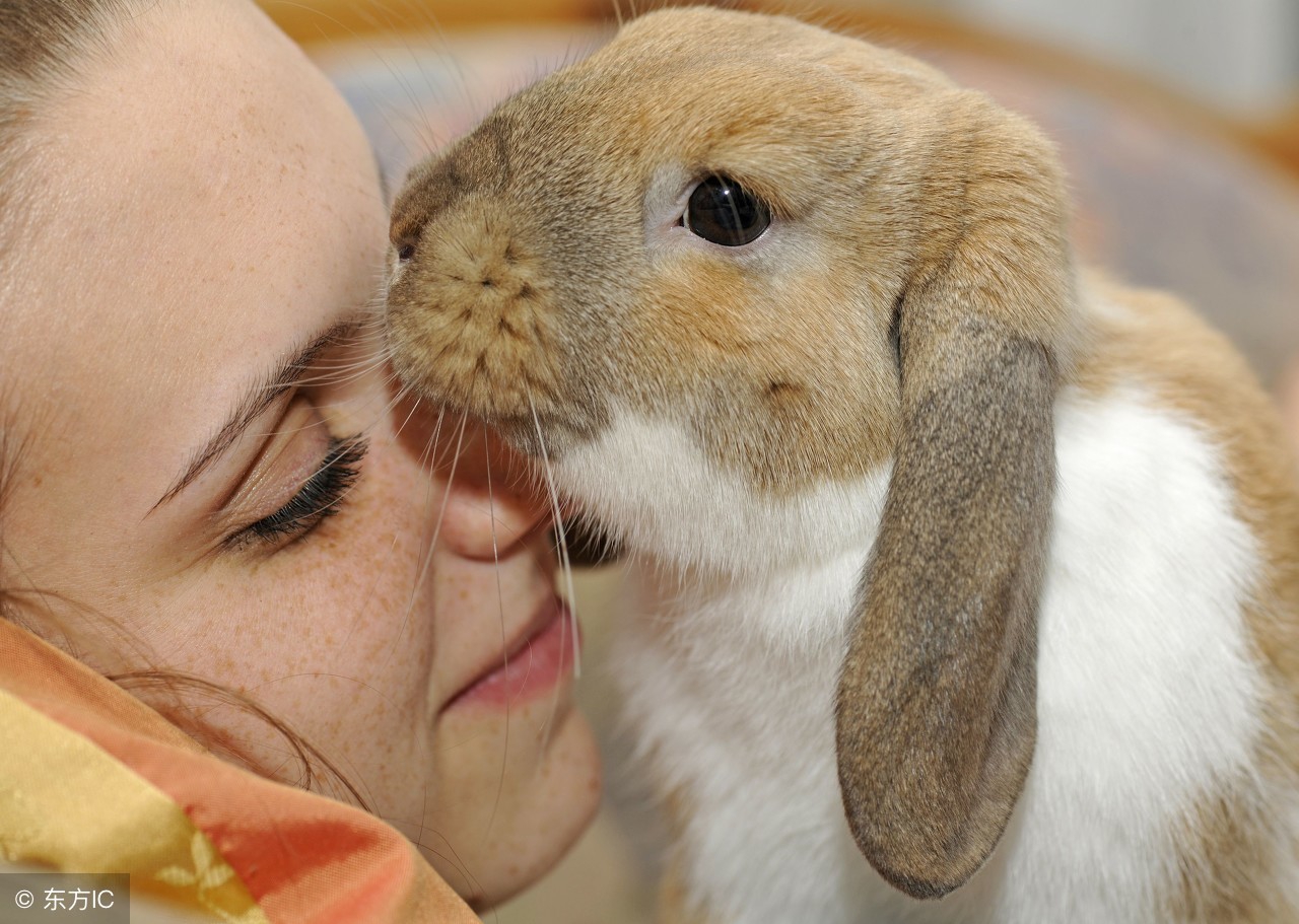 今日属兔蛇运势,属蛇兔2024年运势及运程
