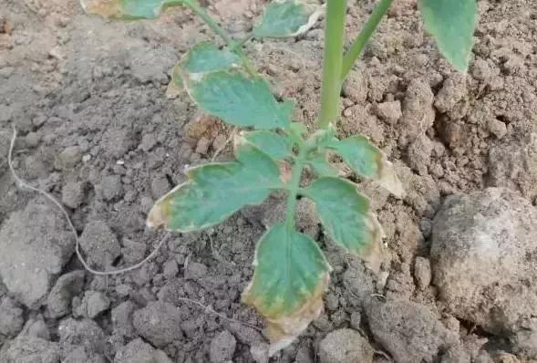 鸡粪牛粪羊粪还有马粪哪个营养好,羊粪牛粪猪粪鸡粪哪种好