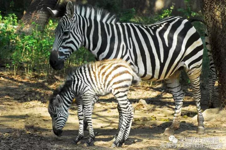 开（shang）工（xue）啦，我要天天“象”上