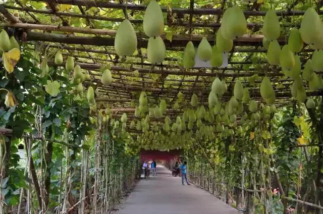 番禺农家乐一日游最佳地点,广州番禺亲子游农庄