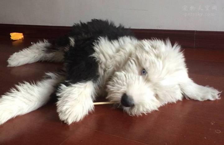 古牧好养,养古牧的注意事项