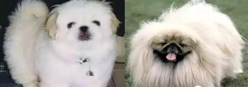 狗年了你知道狗的种类有哪些吗,忠诚的十种狗品种名字及图片