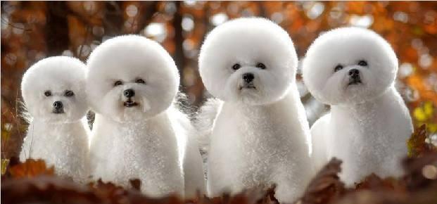 狗年狗月狗日有哪些,最聪明懂人性体型大的狗有哪几种