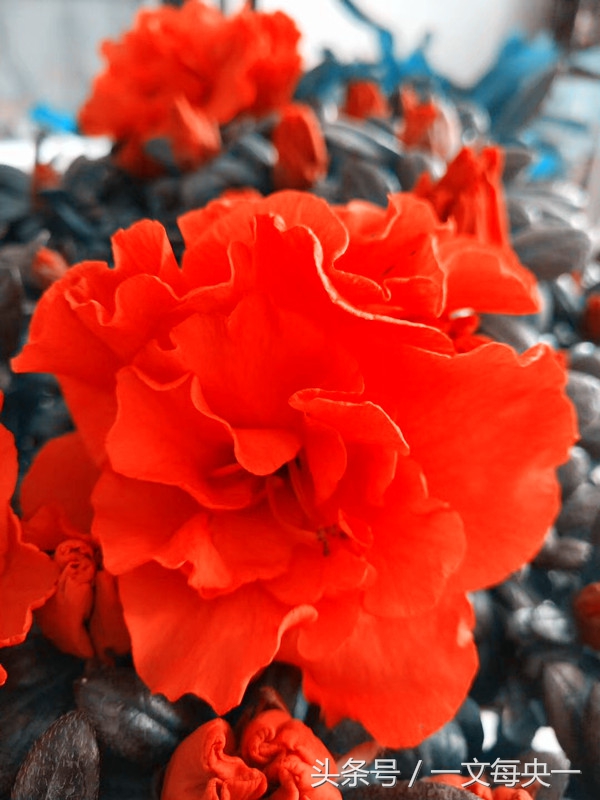 高考常考易错成语大全及解释,褒贬不当的高考必考成语