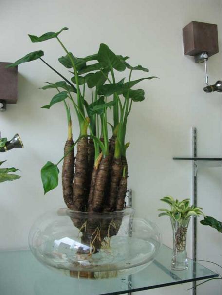 滴水观音老桩水培,养不死的水培滴水观音