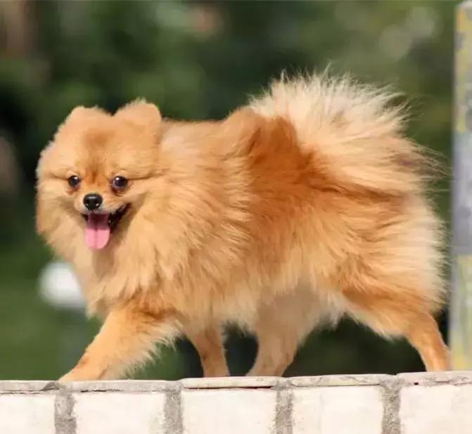 狗年了你知道狗的种类有哪些吗,忠诚的十种狗品种名字及图片