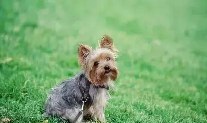 狗年了你知道狗的种类有哪些吗,忠诚的十种狗品种名字及图片