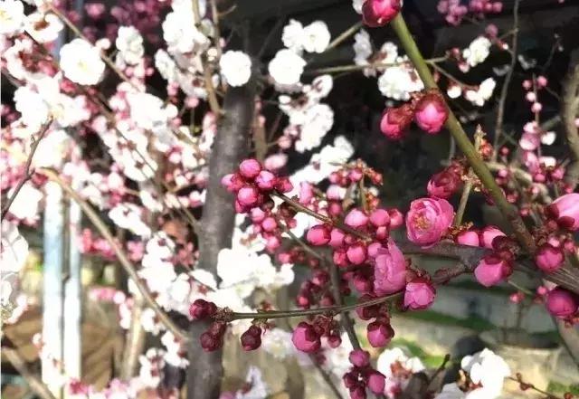 北京冬季看梅花,冬天北京哪里可以赏梅花