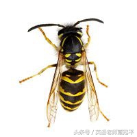 英语口语怎么形容身材,身材描述英语口语