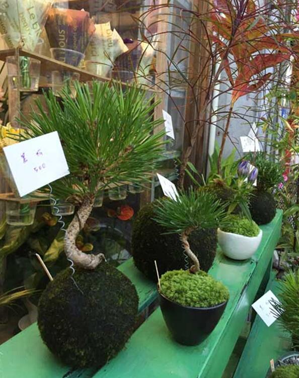 苔藓球植物养殖方法,苔藓球种植方法视频