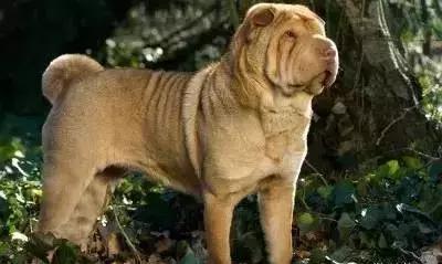 狗年了你知道狗的种类有哪些吗,忠诚的十种狗品种名字及图片