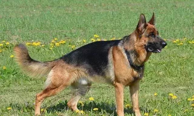 狗年了你知道狗的种类有哪些吗,忠诚的十种狗品种名字及图片