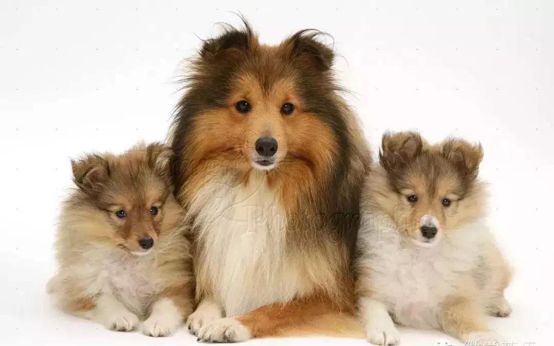 狗年了你知道狗的种类有哪些吗,忠诚的十种狗品种名字及图片