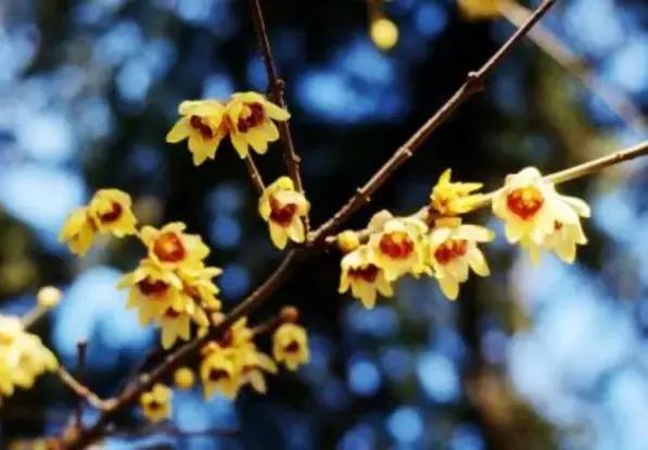 北京冬季看梅花,冬天北京哪里可以赏梅花