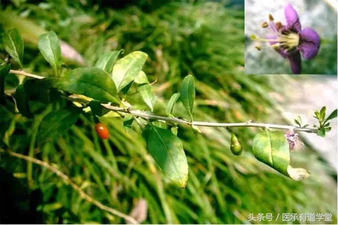 中药地骨皮能调理什么病,中药地骨皮一般一次用多少煮水喝