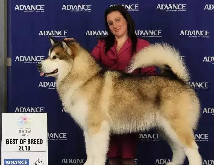 狗年了你知道狗的种类有哪些吗,忠诚的十种狗品种名字及图片