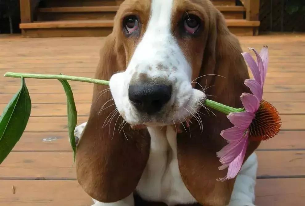 狗年了你知道狗的种类有哪些吗,忠诚的十种狗品种名字及图片