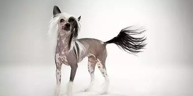 狗年了你知道狗的种类有哪些吗,忠诚的十种狗品种名字及图片