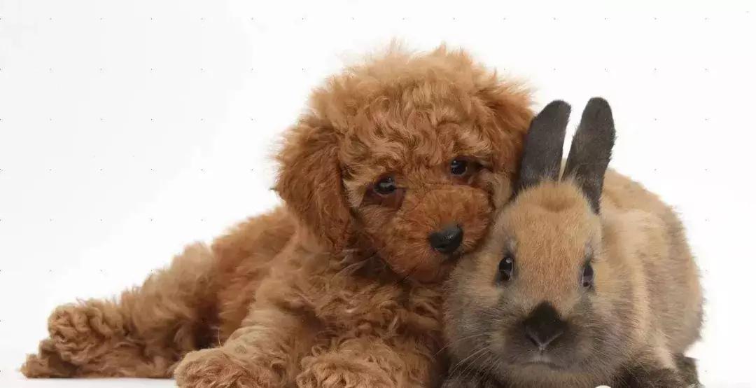 狗年了你知道狗的种类有哪些吗,忠诚的十种狗品种名字及图片