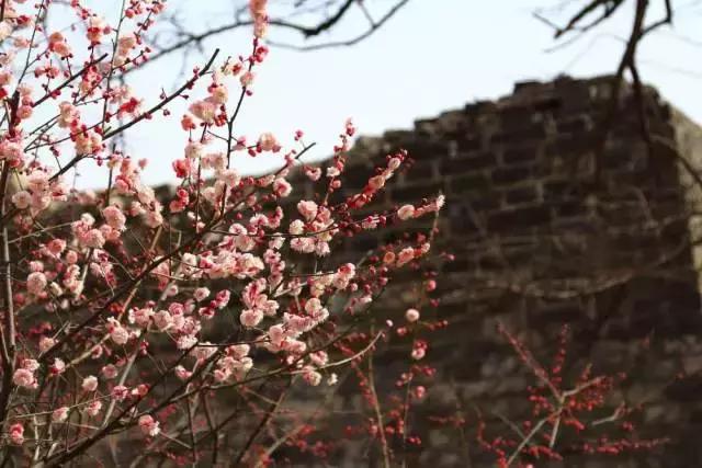 北京冬季看梅花,冬天北京哪里可以赏梅花