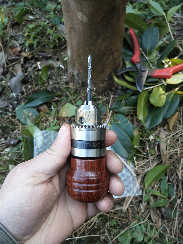 茶花嫁接技术图解大全集,茶花不去头腹接嫁接法