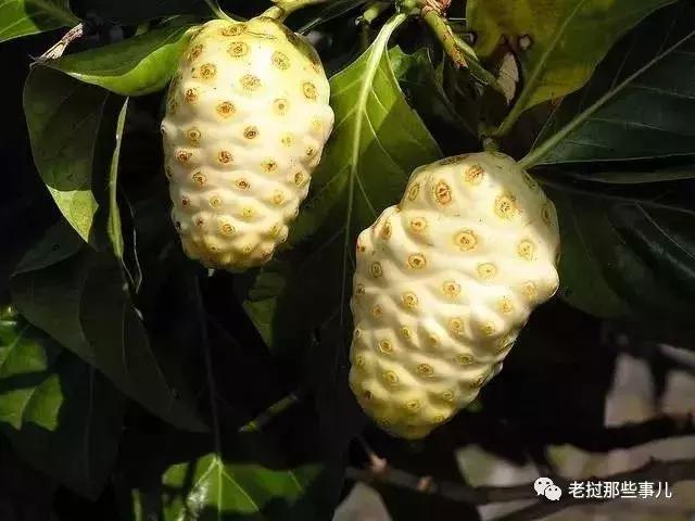 有哪些好吃又稀奇的热带水果,奇怪的热带水果哪些好吃