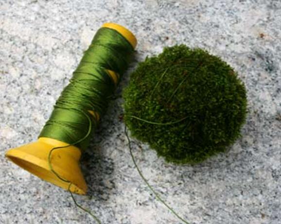 苔藓球植物养殖方法,苔藓球种植方法视频